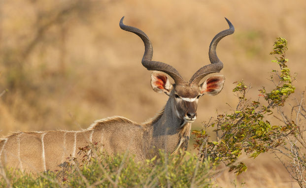 Kudu (Tragelaphus strepsiceros) bull sporting an impressive set of horns.