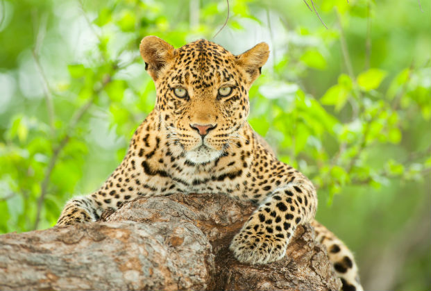 Leopard laying on the limb of a marula tree (Sclerocarya birrea)