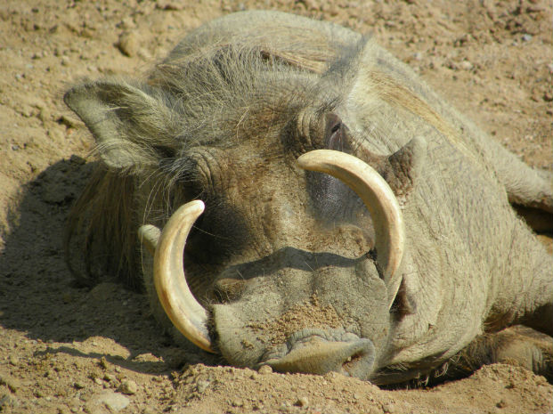 Common warthog (Phacochoerus aethiopicus)