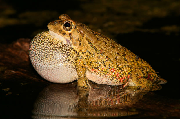 Eastern olive toad (Amietophrynus garmani)