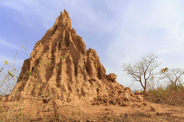 Fungus-growing termite mound (Macrotermes natalensis)