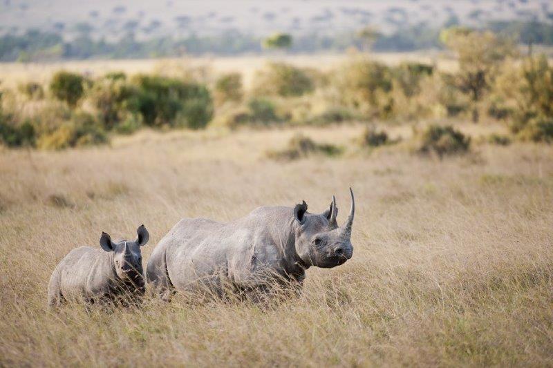 Black rhinoceros (Diceros bicornis) and calf