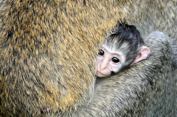 Vervet monkey (Cercopithecus aethiops)