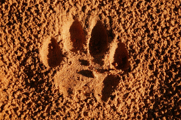 Lion (Panthera leo) track