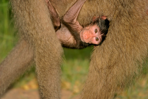 Chacma baboon (Papio cynocephalus ursinus) baby on mothers stomach