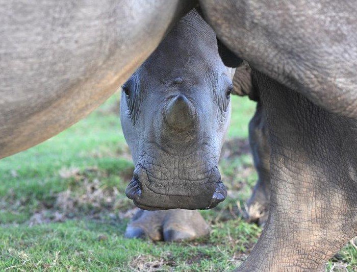 White rhinoceros (Ceratotherium simum) calf under mother