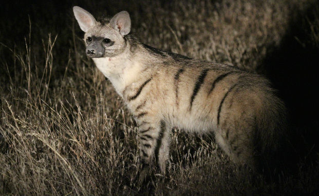 Aardwolf pictured at night