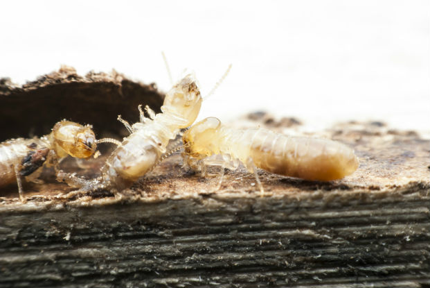 Termites (Family: Termitidae)