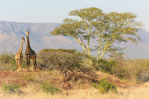 Giraffe standing next to a fever tree (Acacia xanthophloea)