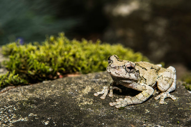 Foam-nest tree frog (Chiromantis xerampelina)