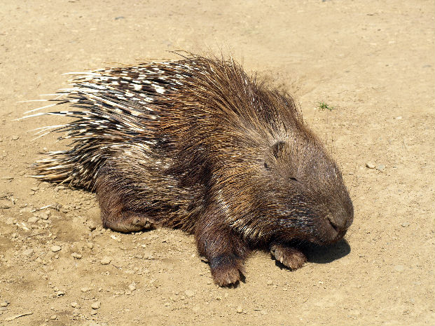 Cape porcupine (Hystrix africaeaustralis)