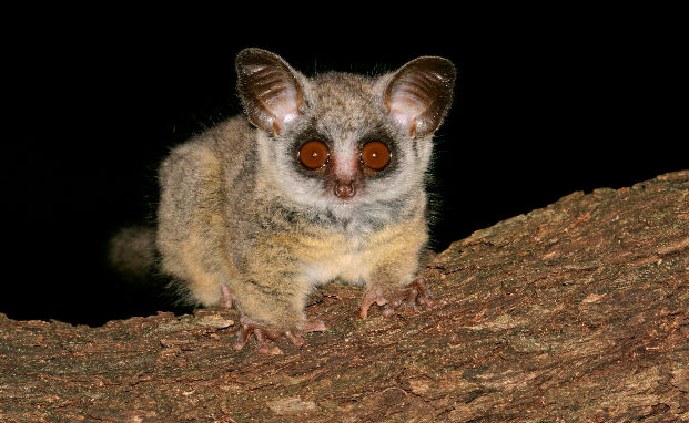 Lesser bushbaby looking directly back at the camera.