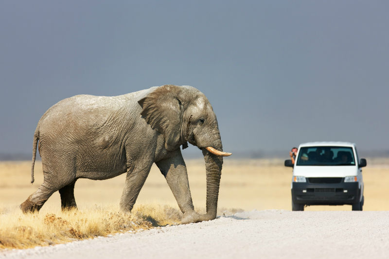 African elephant (Loxodonta africana) dwarfing a mini-van as it crosses the road