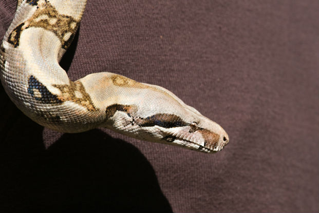 African rock python (Python sebae)