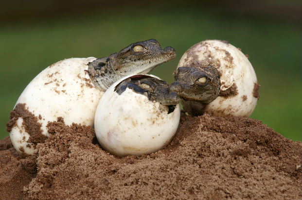 Nile crocodile (Crocodylus niloticus) eggs hatching