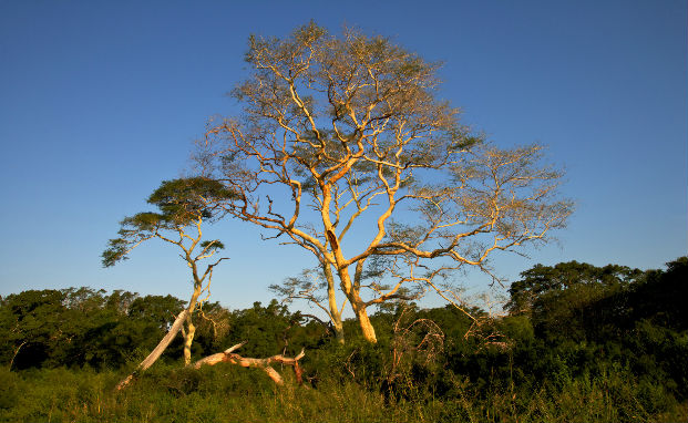 Fever tree (Acacia xanthophloea)