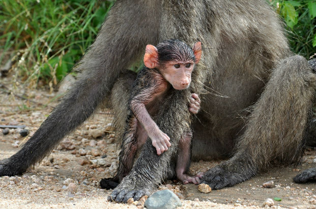 Chacma baboon (Papio cynocephalus ursinus) mother and baby