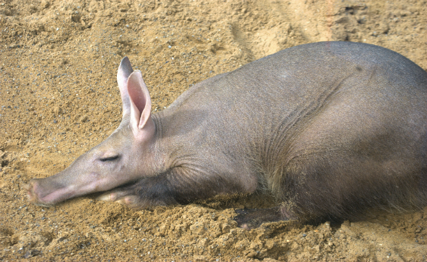 Aardvark resting