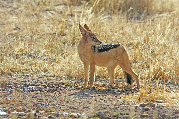 Black backed jackal (Canis mesomelas)
