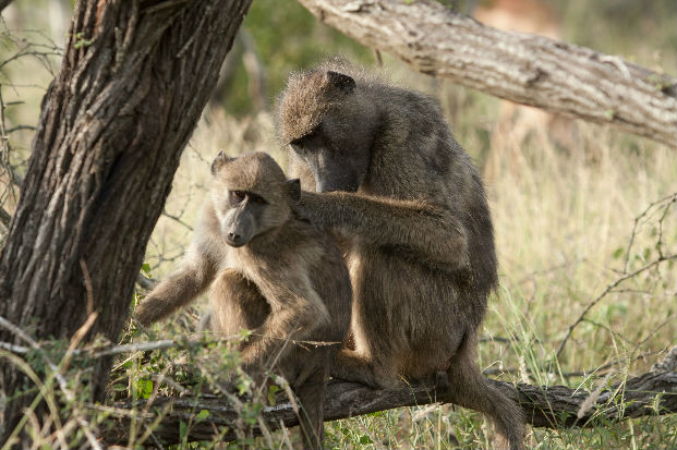 Chacma baboon (Papio cynocephalus ursinus) grooming another