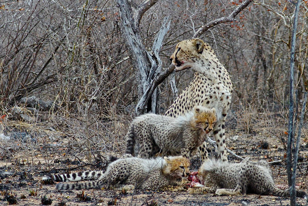 Cheetah mother with cubs at Karongwe