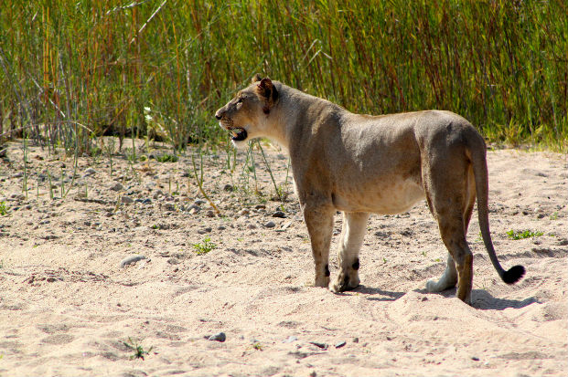 Lioness walking along the riverbed at Karongwe