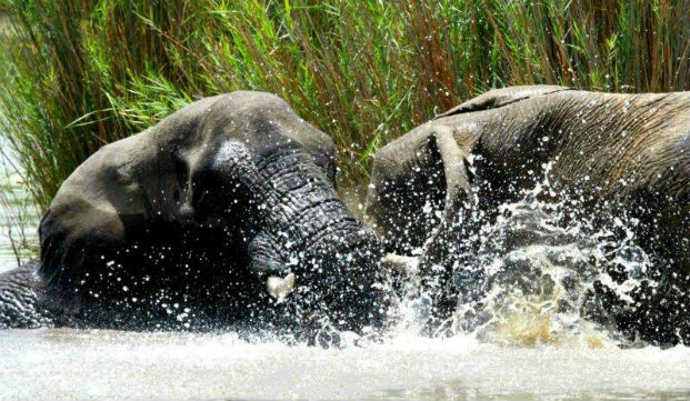 Two bull elephants playing in the dam