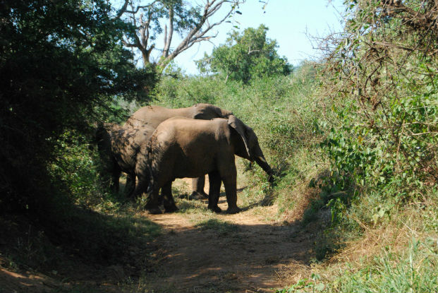 Elephants on Ambush Alley, Makuleke