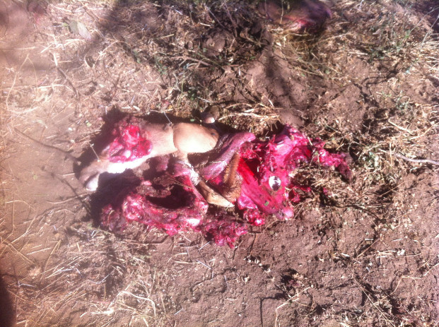 The remains of a snared impala carcass after it had been dined on by lions