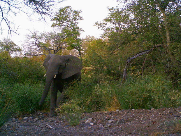 Elephant caught on a camera trap at Makuleke