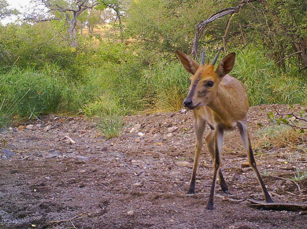 Common duiker caught on camera trap