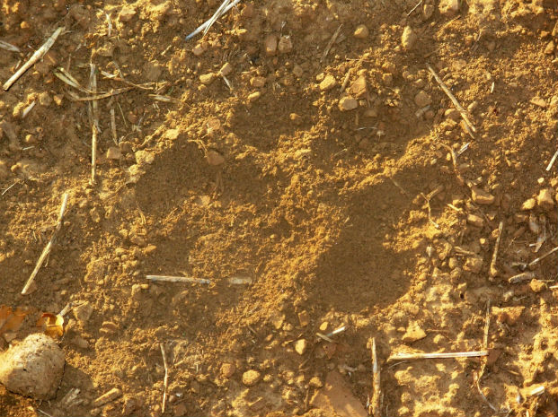 Lion track in the sand