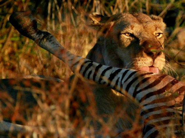 Lioness feeding on a zebra