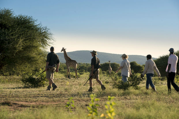 Safari guide students on a walking safari looking at a giraffe
