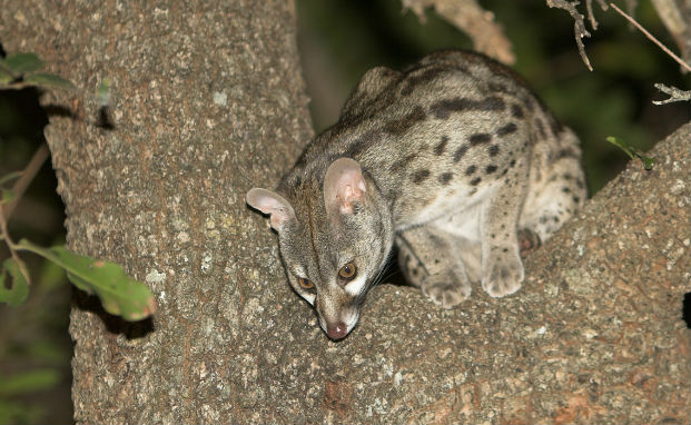 Genet peering down from the fork of a tree. Viverridae family.