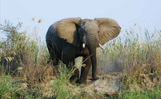 Young bull elephant emerging from the tall grasses.