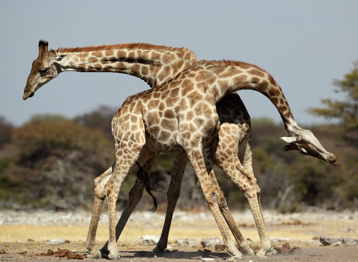 Two male giraffes necking