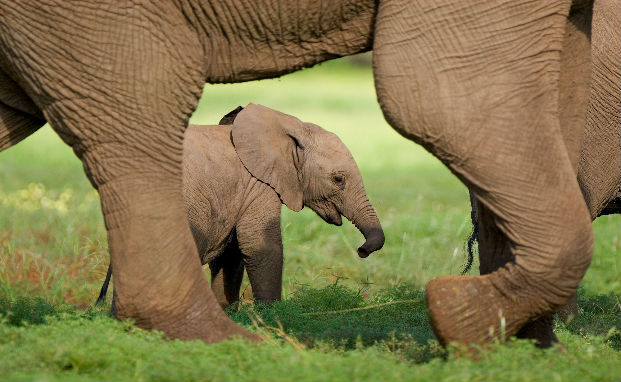 Elephant calf at foot of mother.