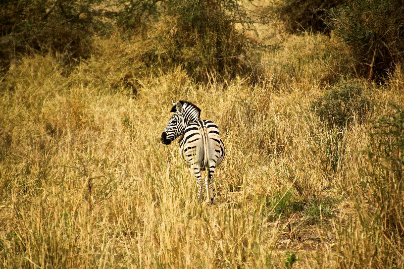Zebra in the tall grass at Makuleke