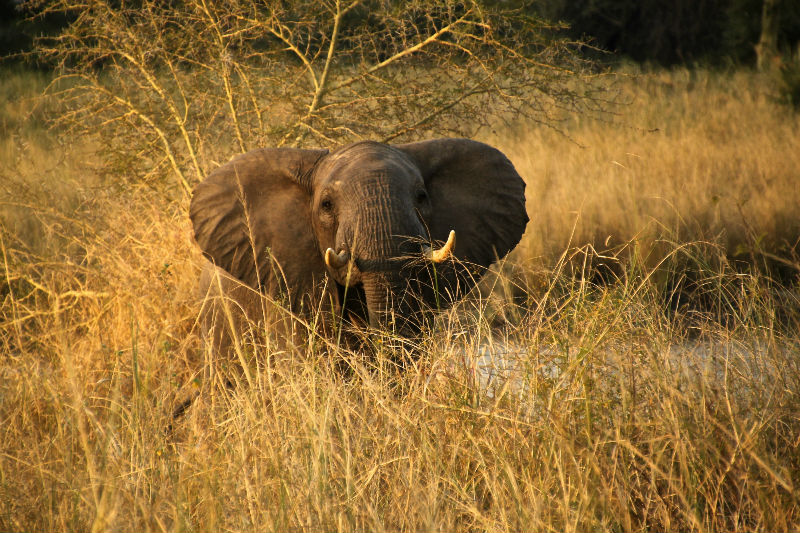 Elephant on a walking safari at Makuleke