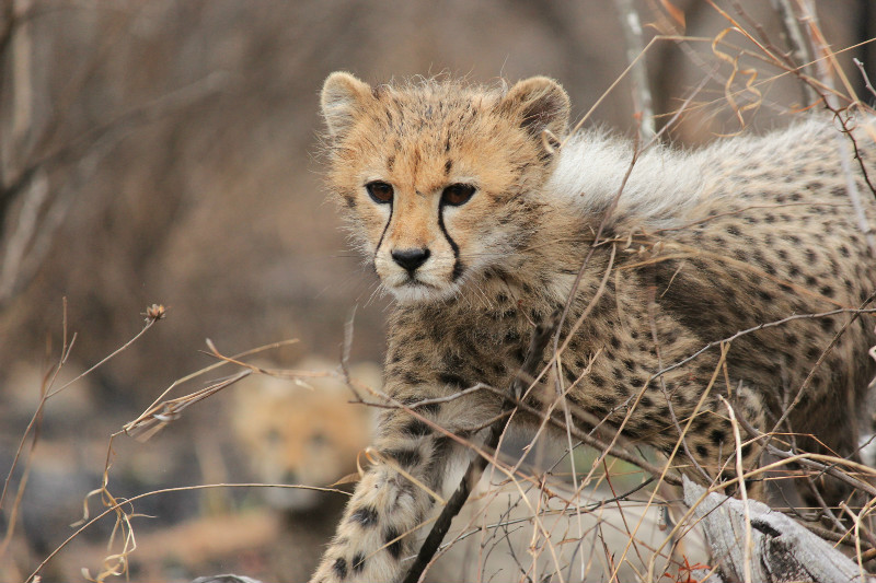 Cheetah cub at Karongwe Private Nature Reserve