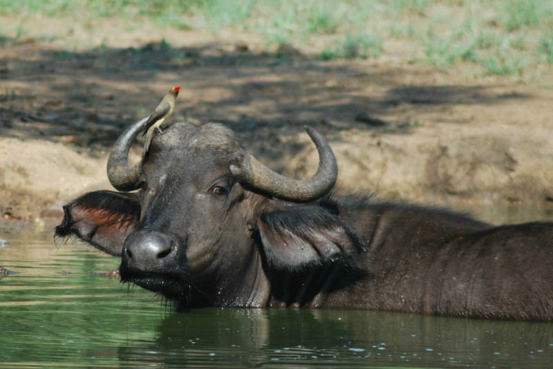 African buffalo with red-billed oxpecker
