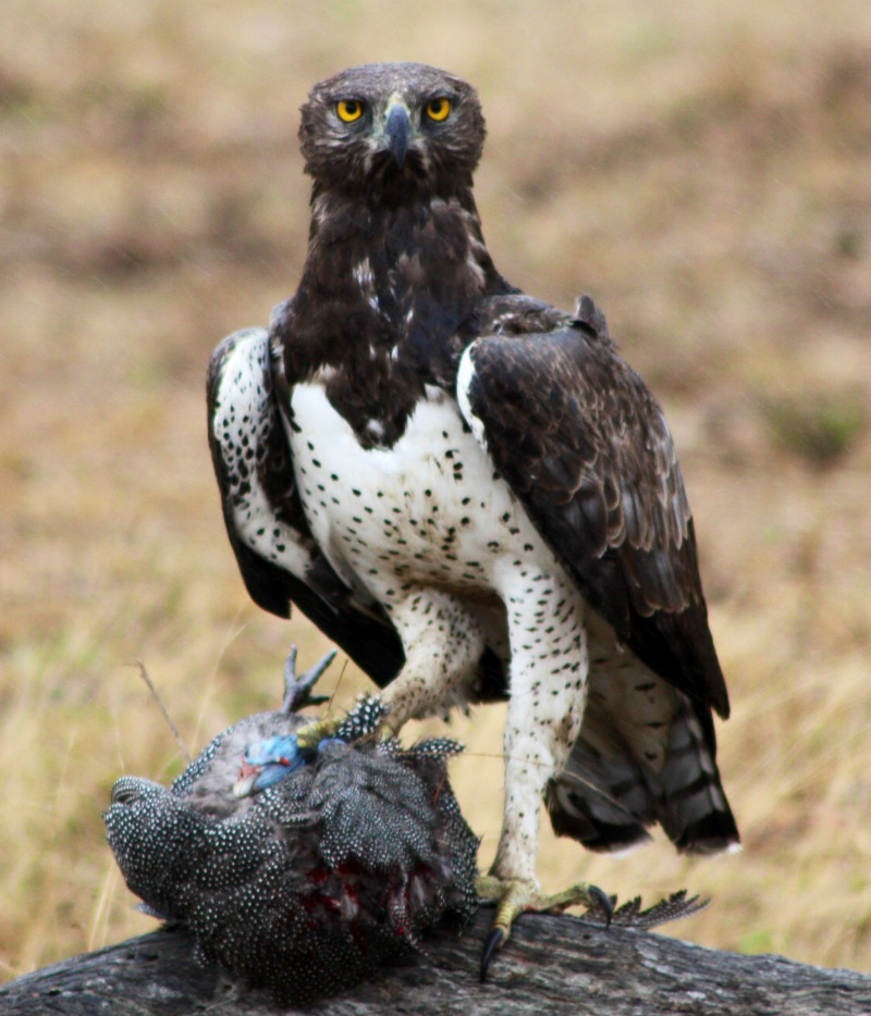 Martial eagle on its kill