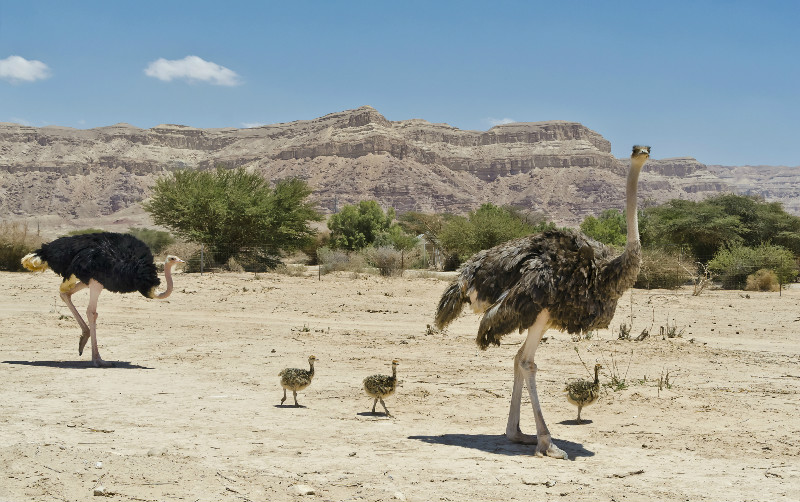 Ostriches and chicks