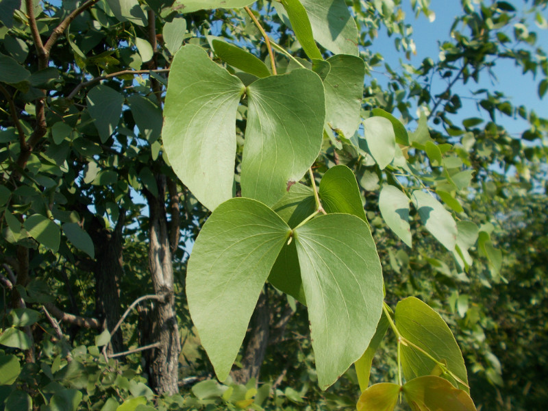 Mopane leaves