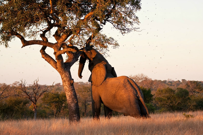 Elephant shaking a marula tree