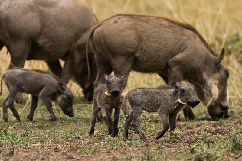 Warthogs with hoglets