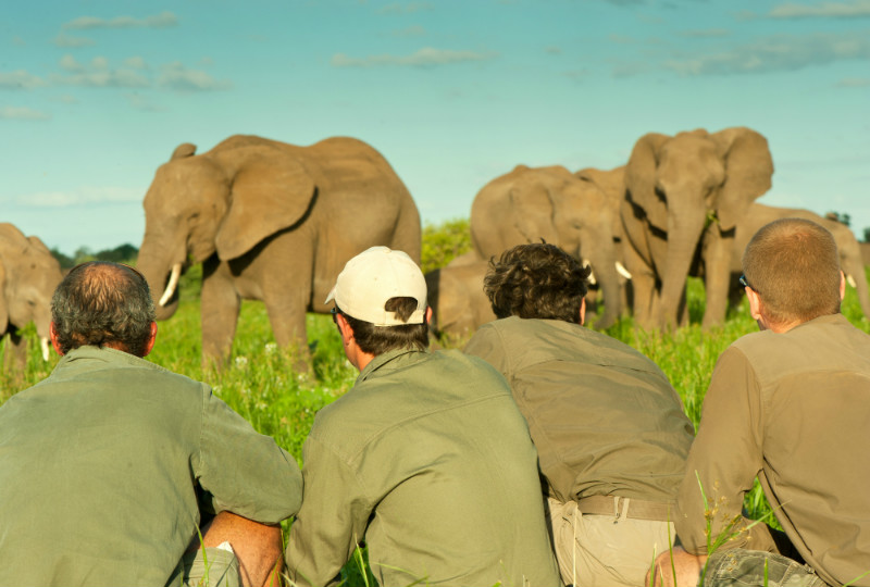 Safari guide students looking at elephants on a walking safari