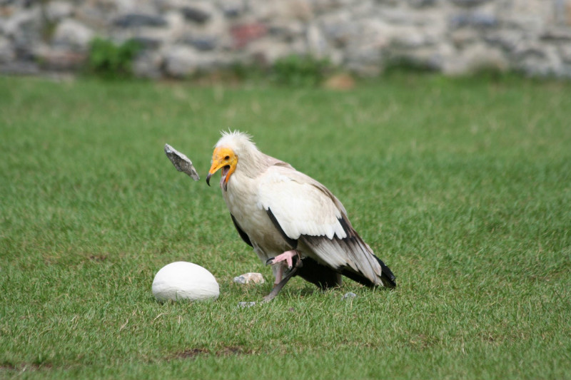 Egyptian vulture breaking an egg with a rock by Maurice Koop https://www.flickr.com/photos/mauricekoop/
