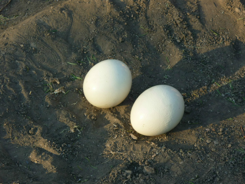 A pair of ostrich eggs, image by Migdus - https://www.flickr.com/photos/migd/